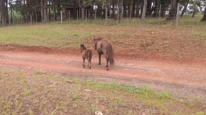 PRF alerta sobre cavalos abandonados na BR-285 em Lagoa Vermelha