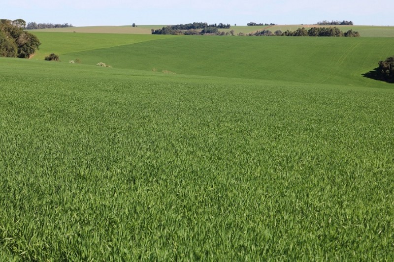 Trigo tem plantio finalizado na maior parte das regiões do Rio Grande do Sul