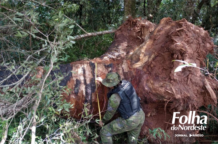 Proprietário de área rural em Muitos Capões é autuado por destruição de floresta nativa e corte irregular de Araucárias