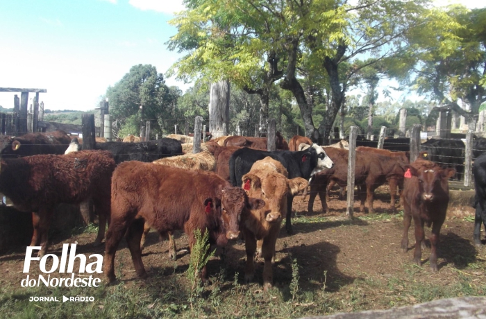 Sindicato Rural promove Feira de Terneiros, Terneiras e Vaquilhona