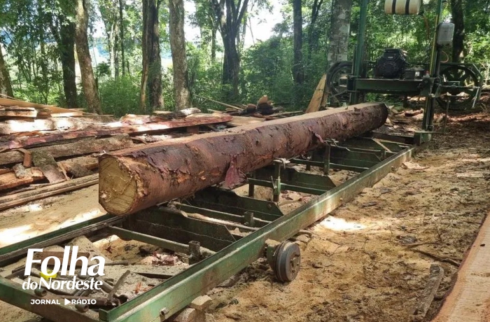 Brigada Militar flagra corte ilegal de araucárias durante Operação Força Verde em Barracão