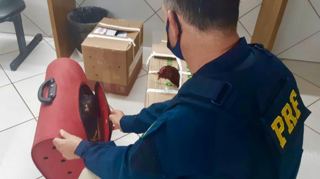 PRF prende pela segunda vez homem transportando galos de rinha