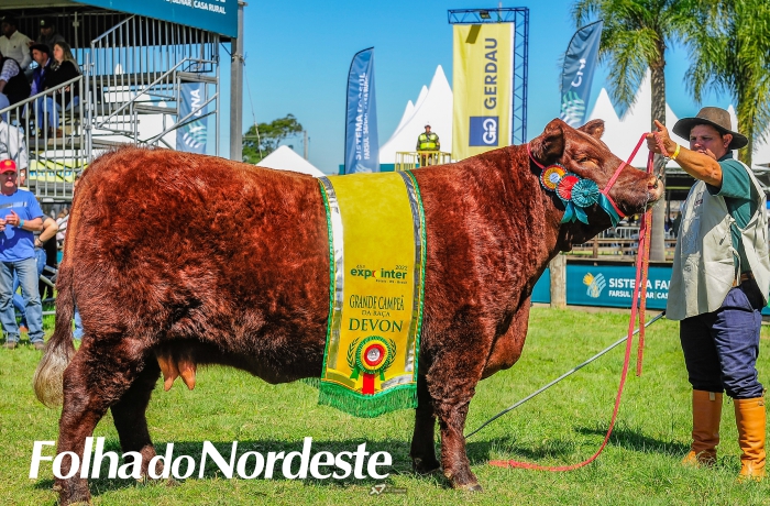Animais Devon e Bravon de argola são premiados na Expointer