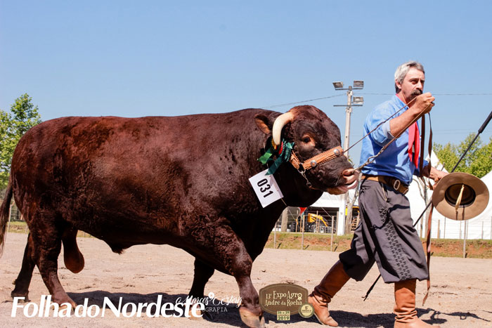 Touro de Ibiraiaras repete Esteio e leva prêmio de Grande Campeão da ExpoAgro André da Rocha 