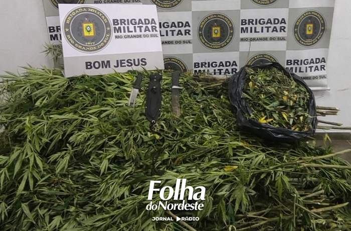 Brigada Militar prende dois homens por tráfico e apreende cerca de 250 pés de maconha no interior de Bom Jesus