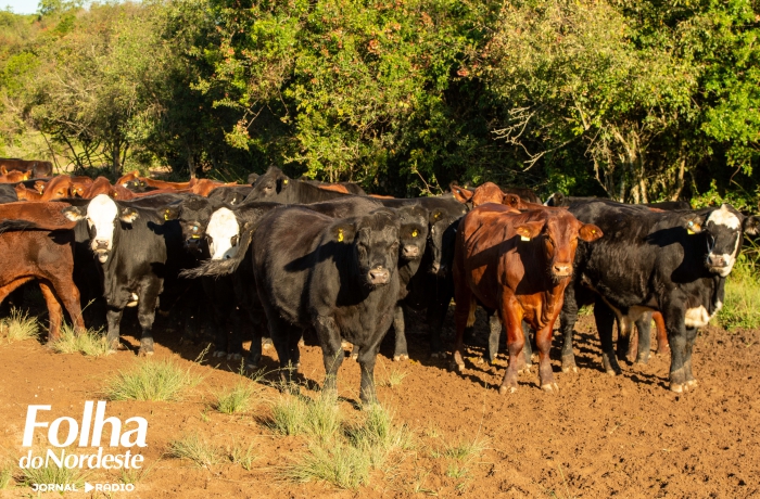 Pecuaristas vão debater perspectivas de mercado para 2024 em evento na Ufrgs