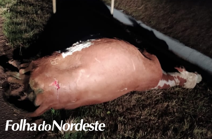 Carro de funerária bate em uma vaca e capota na BR 470