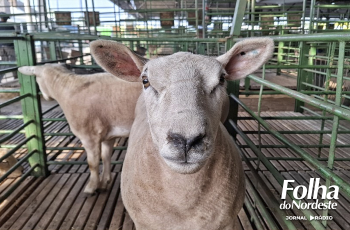 Primeiros ovinos chegam à Expointer 2024 para julgamentos e leilões