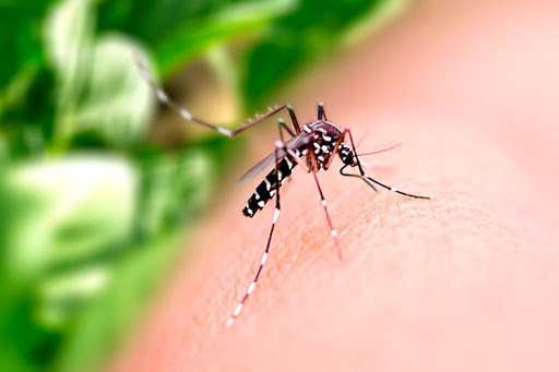 Infestação do Aedes aegypti e baixa cobertura vacinal da febre amarela causam preocupação