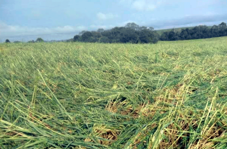 Setor agrícola de Lagoa Vermelha acumula R$ 2 milhões de prejuízos provocados pelo granizo