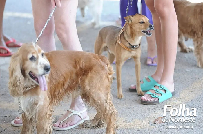 Amigo Bicho: cadastro para castrações poderá ser feito durante a Feira de Adoção da APIA