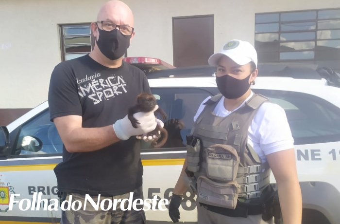 Filhote de bugio é resgatado pela Brigada Militar após ser encontrado junto da mãe morta em Esmeralda