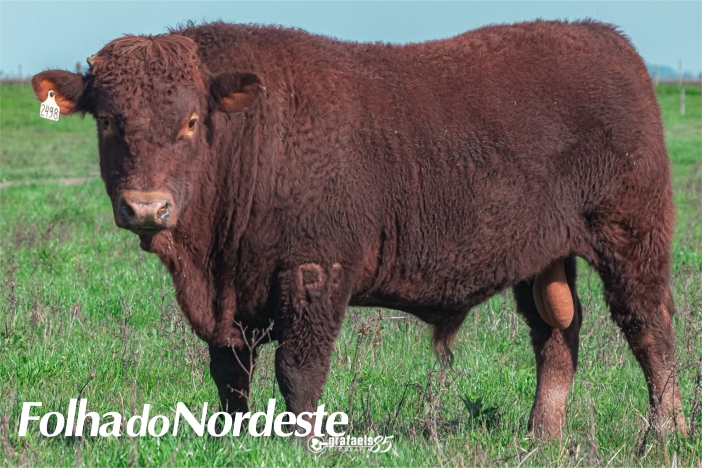 Touro DEVON da Fazenda Palmeira leva prêmio Supremacia Genética do PROMEBO 2020