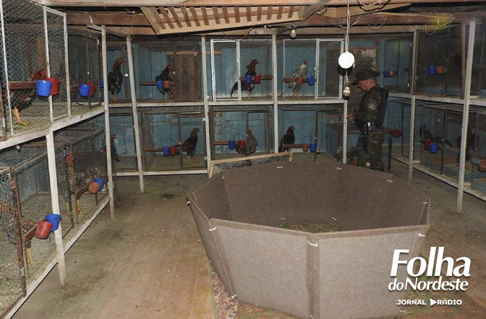 Brigada Militar descobre arena de rinha de galos em Engenho Velho