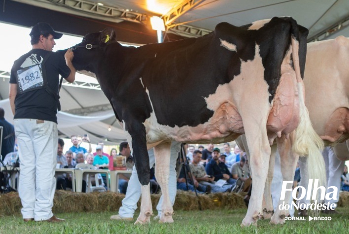 Expointer 2025 registra aumento nas inscrições de animais em comparação a 2024