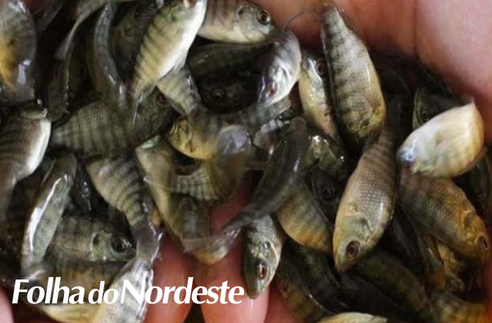 Feira do Peixe será realizada essa semana em Lagoa Vermelha