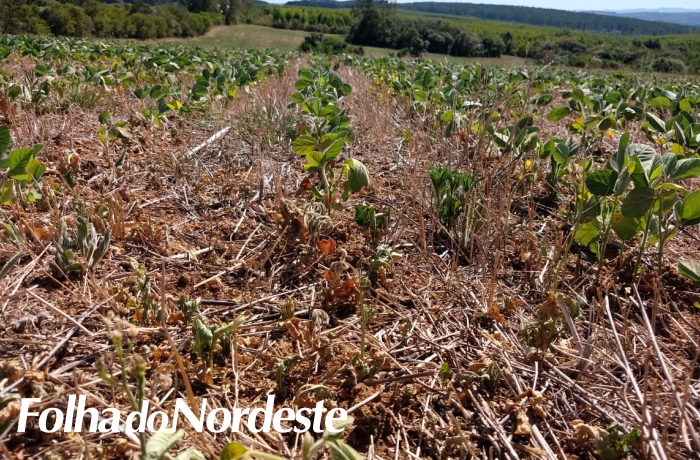 Brum critica dados sobre estiagem que não retratam a realidade enfrentada pelo agro