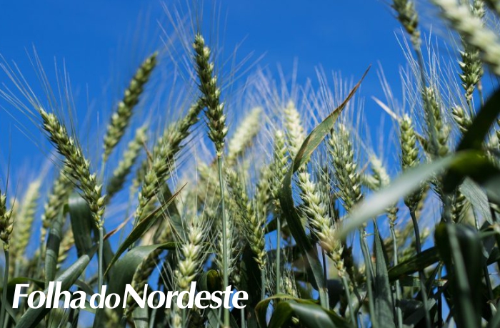 Lançada campanha de valorização do trigo gaúcho