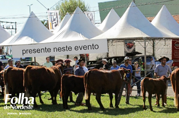 Raça Devon terá participação de destaque na ExpoLages 2025