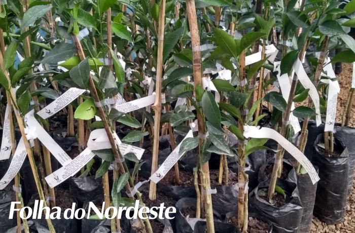 Secretaria da Agricultura realiza a entrega de 1.500 mudas de árvores