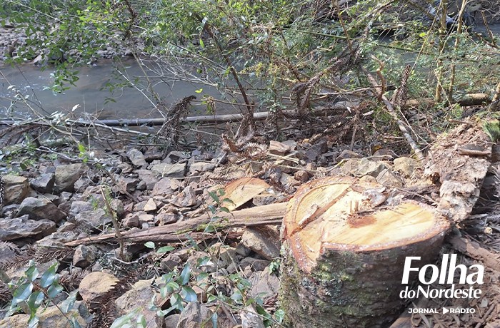 Crime Ambiental: Brigada Militar apreende madeira ilegal de araucária em Tupanci do Sul