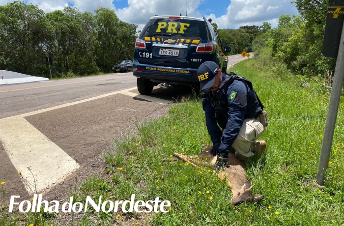 PRF resgata animal silvestre atropelado em Campestre da Serra