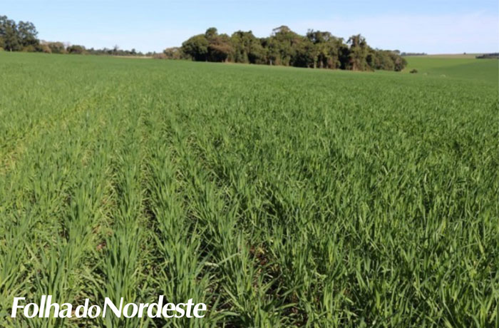 Com mais de 96% da área semeada, plantio do trigo se aproxima do final no Rio Grande do Sul