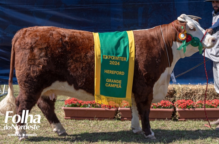 Bovinos Raça Hereford conhece seus grandes vencedores na Expointer 2024