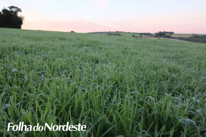 Cultura do trigo já está 6% em fase de floração
