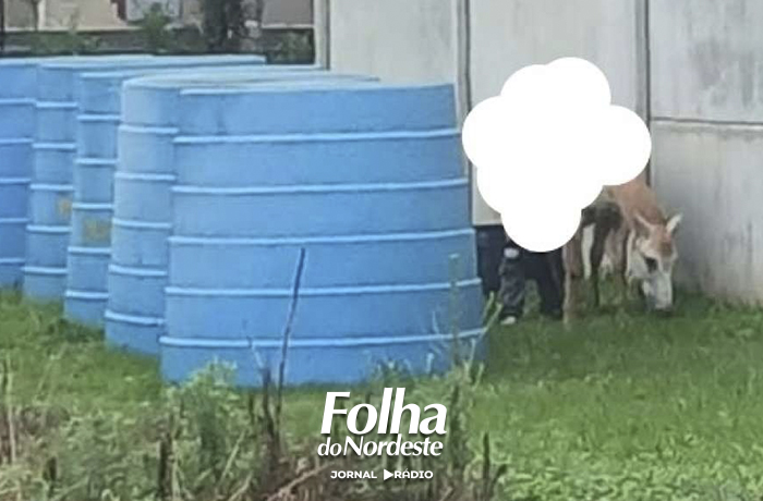 Apata denuncia caso de zoofilia contra égua em Tapejara