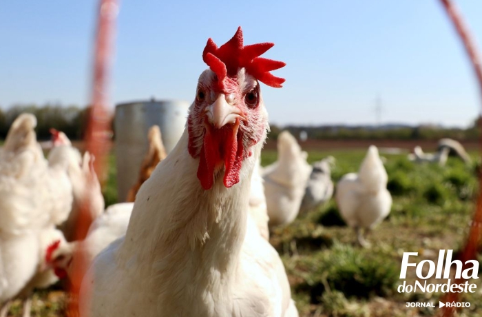 Estado de emergência zoossanitária para enfrentamento da gripe aviária é prorrogado