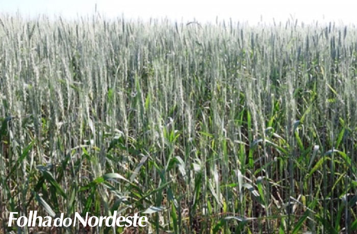 Lavouras de trigo estão em desenvolvimento e floração no Rio Grande do Sul