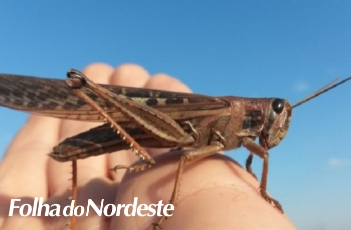 Secretaria da Agricultura publica instrução normativa com medidas para controle de surto de gafanhotos