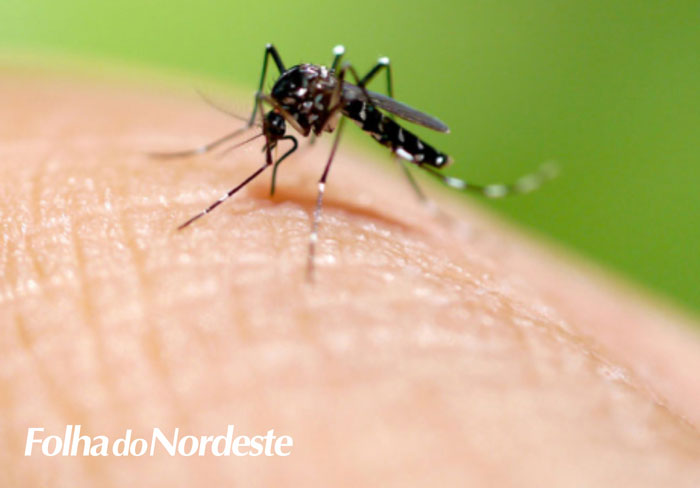 Criadouros de mosquito da dengue são encontrados no cemitério municipal