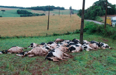 Tapejara/São Jorge: Rebanho morre eletrocutado após queda de fio