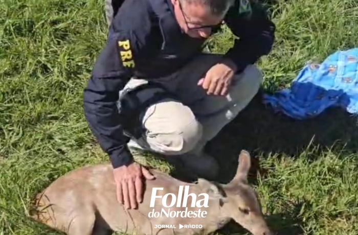 PRF resgata veado ferido às margens da BR-285 em Vacaria