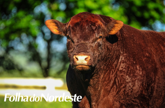 Liberação do trânsito de animais com o Paraná anima pecuaristas do RS