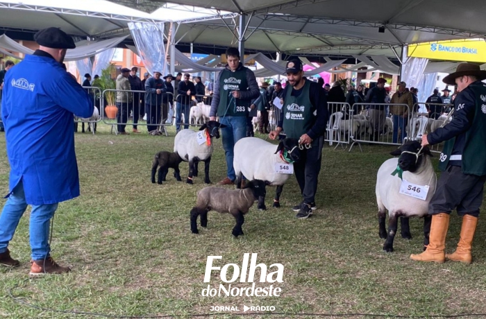 Expointer 2026 terá 934 ovinos e reforça avanço genético da ovinocultura