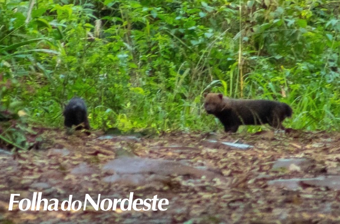 Parque Estadual do Turvo faz registro inédito de espécie ameaçada de extinção