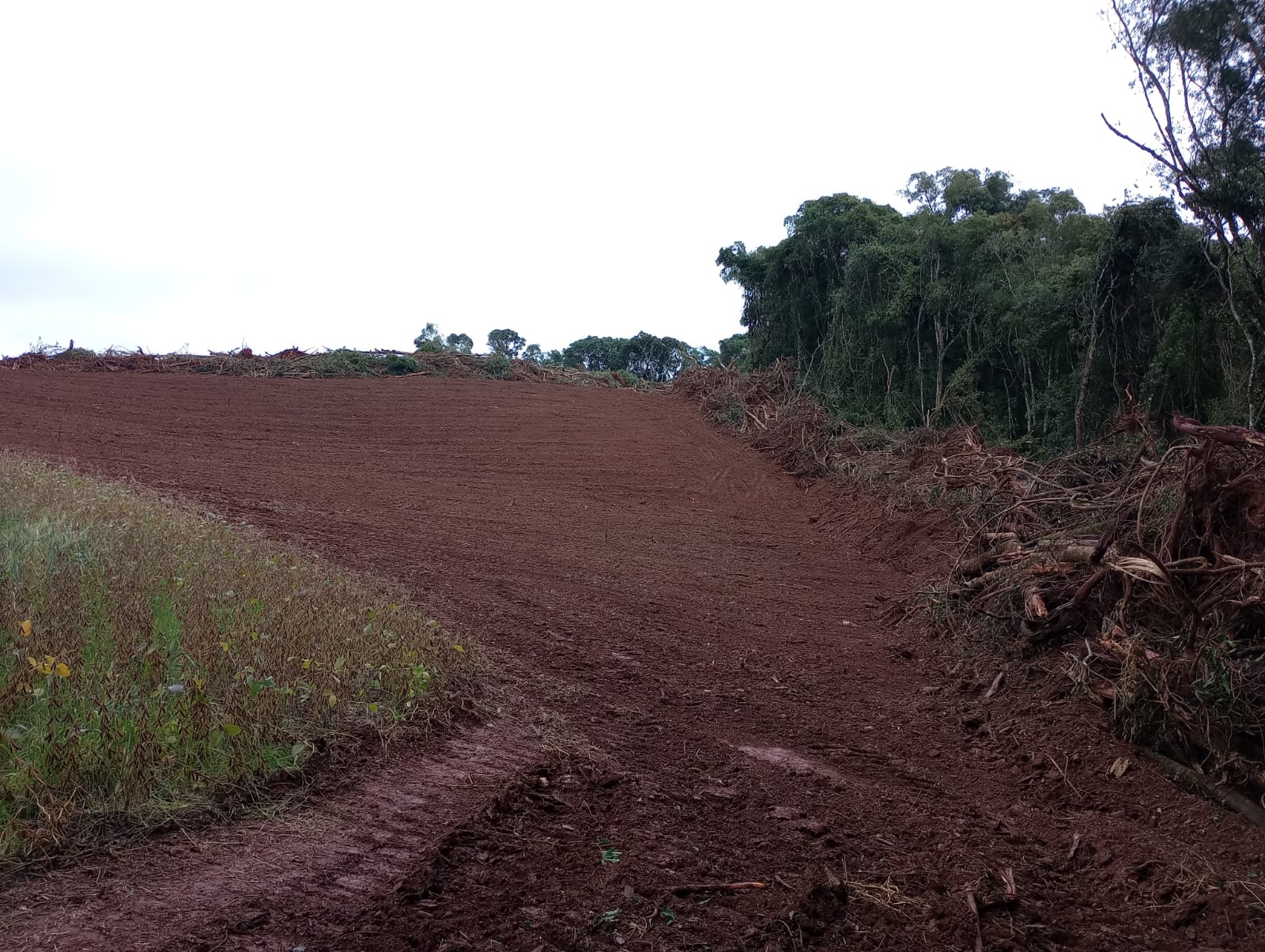 Ibiraiaras: descobertos desmatamento de 5,5 hectares e licença falsificada da Fepam